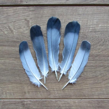 Pigeon Feather | Kabootar Ka Pankh Set of 5 | 100% Natural & Original for Spiritual & Remedies Purpose