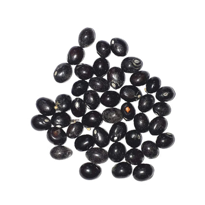 Set of 21 loose Gunja Seeds in red, white, and black colors, lab certified, ideal for creating malas, meditation, mantra chanting, and spiritual practices.