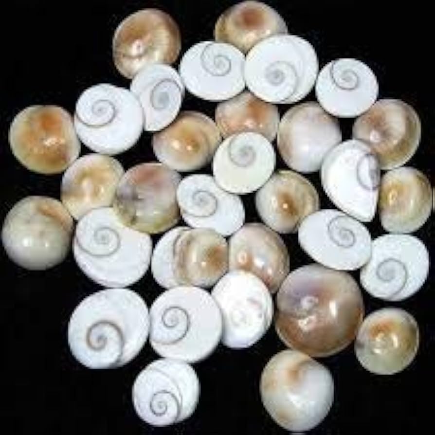 Set of 9 Gomati Chakras, sacred stones for spiritual protection, prosperity, and divine blessings.