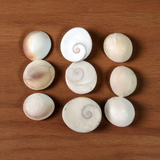 Set of 9 Gomati Chakras, sacred stones for spiritual protection, prosperity, and divine blessings