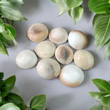 Set of 9 Gomati Chakras, sacred stones for spiritual protection, prosperity, and divine blessings