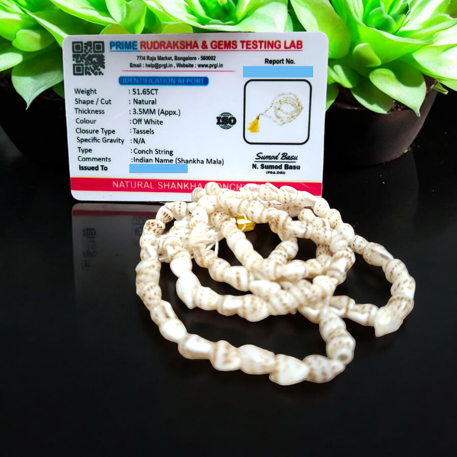 Shankh Mala made of authentic conch shells, 108+1 beads for spiritual healing, meditation, and prayers, lab certified for purity and authenticity.