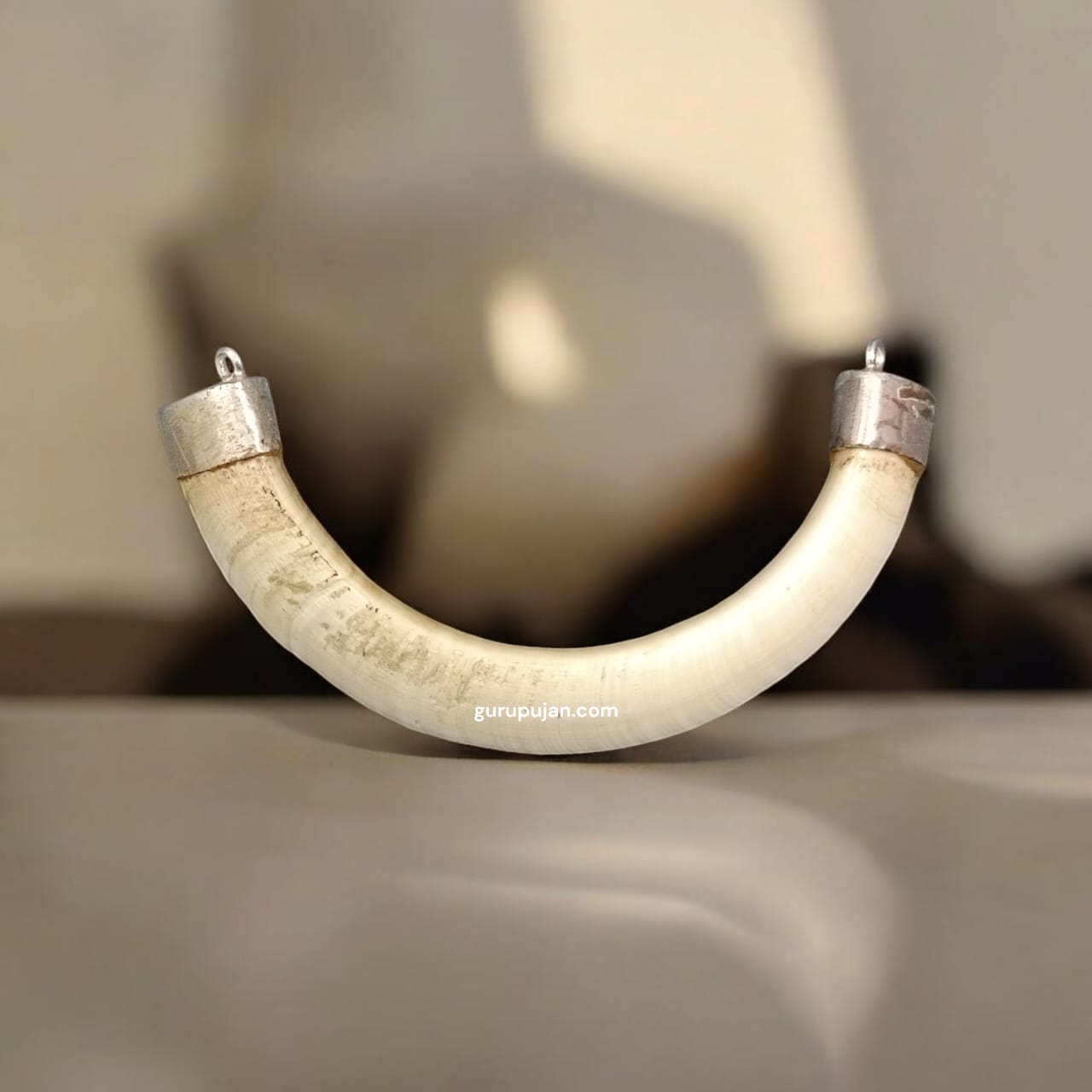 Wild Boar Tooth with U shape, encased in pure silver cap on both sides, lab-certified for authenticity, used for protection and prosperity.