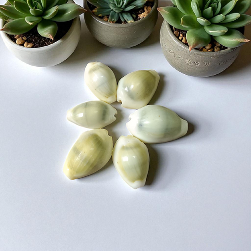 Yellow Cowry (Peeli Kodi) | Spiritual Practices, Home Decor & Gift Giving