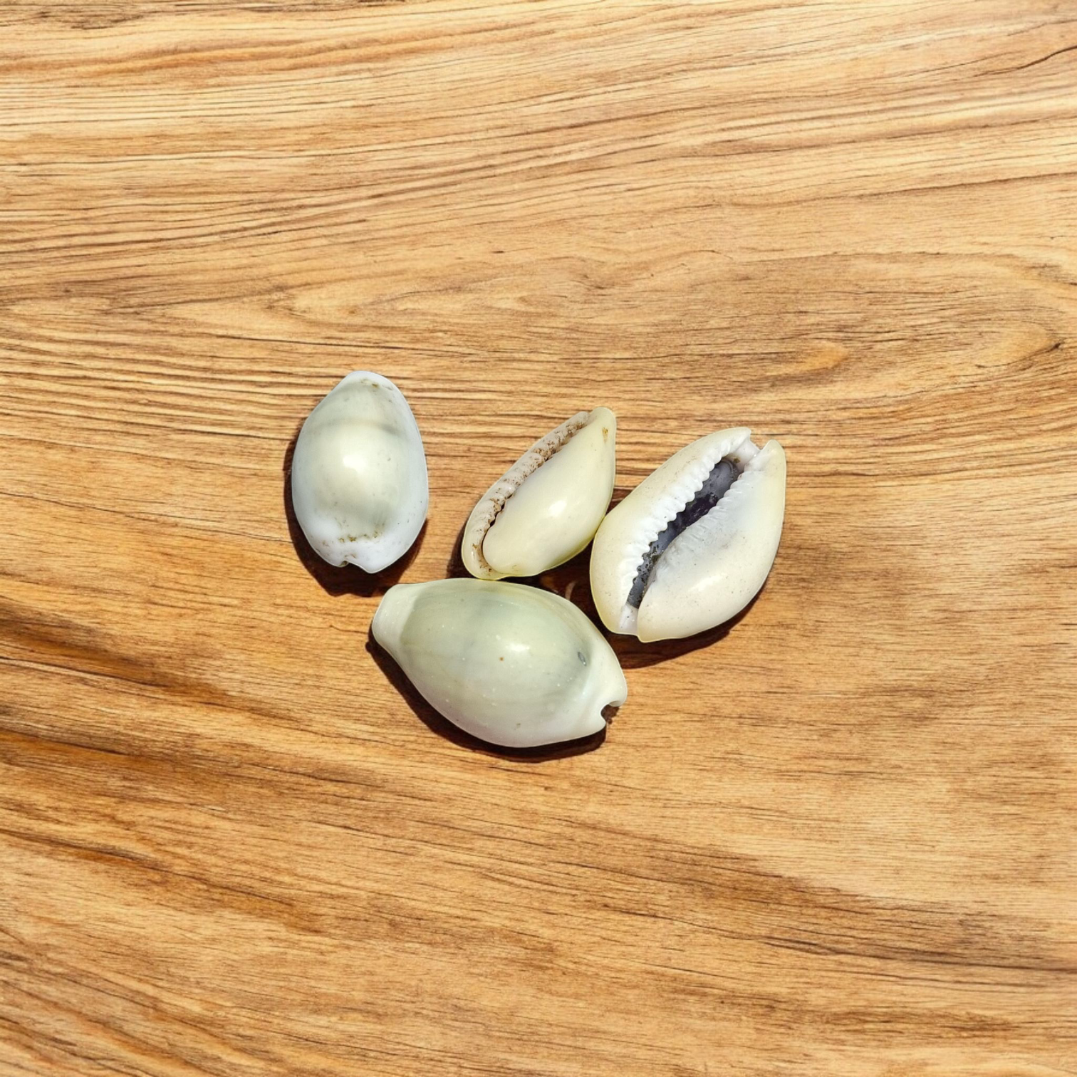 Yellow Cowry | Peeli Kodi |Use for Spiritual Practices, Home Decor, Gift Giving