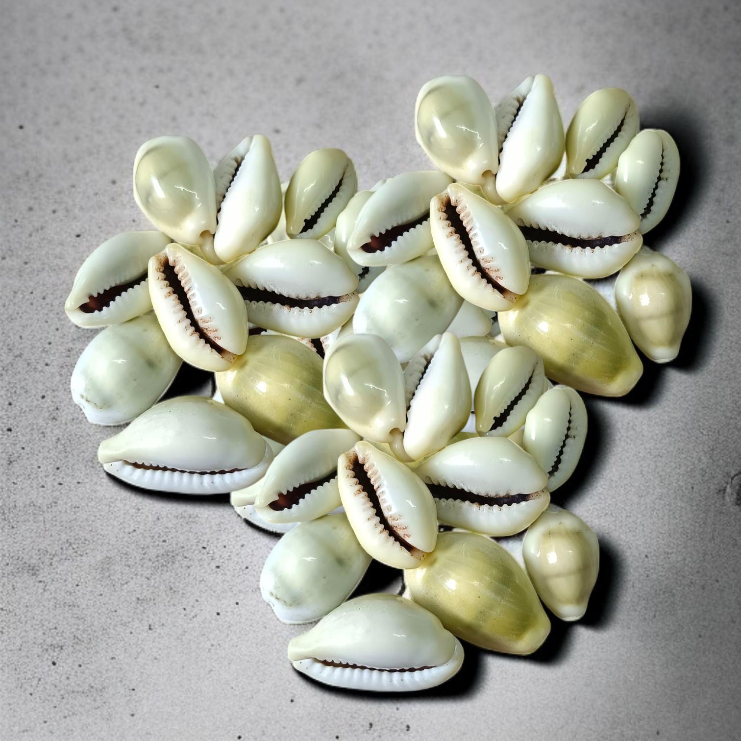 Yellow Cowry | Peeli Kodi |Use for Spiritual Practices, Home Decor, Gift Giving